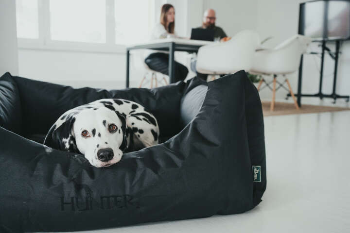 HUNTER Hundesofa Gent